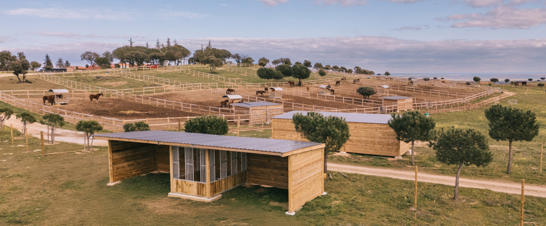 paddocks-potros-co-horses